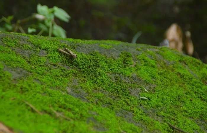 1602493144605028192.jpg 青苔1.jpg